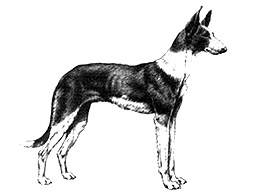 Dog Images
