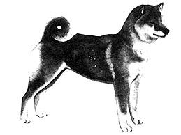 Dog Images